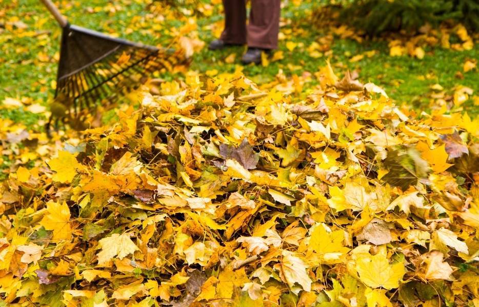 property cleanup and yard cleanup services